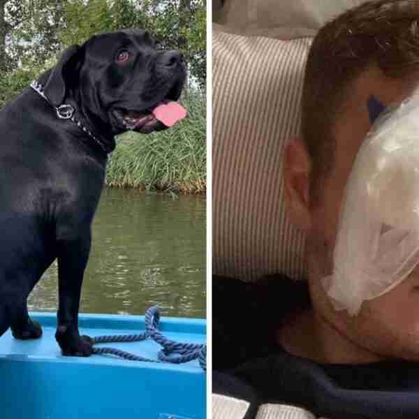 Repartidor se lanzó a un río y salvó a un perro que se ahogaba. Terminó mordido pero no se arrepiente
