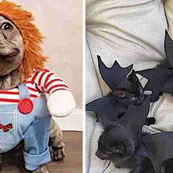 17 disfraces geniales para tus mascotas con los que serás la sensación en Halloween.