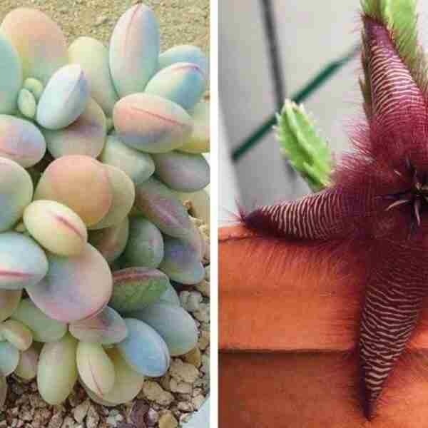 17 plantitas tan raras que parece que no son reales