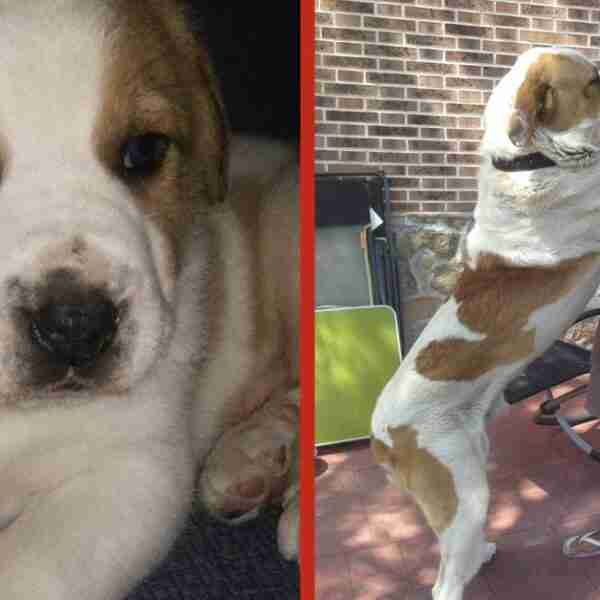 20 ‘cachorritos’ adorables que se hicieron gigantes en sólo unos meses