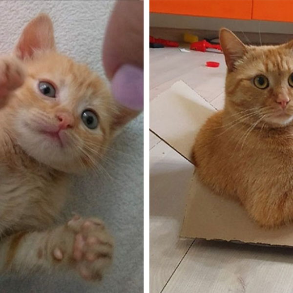 30 Fotos mostrando el crecimiento de estos adorables gatos