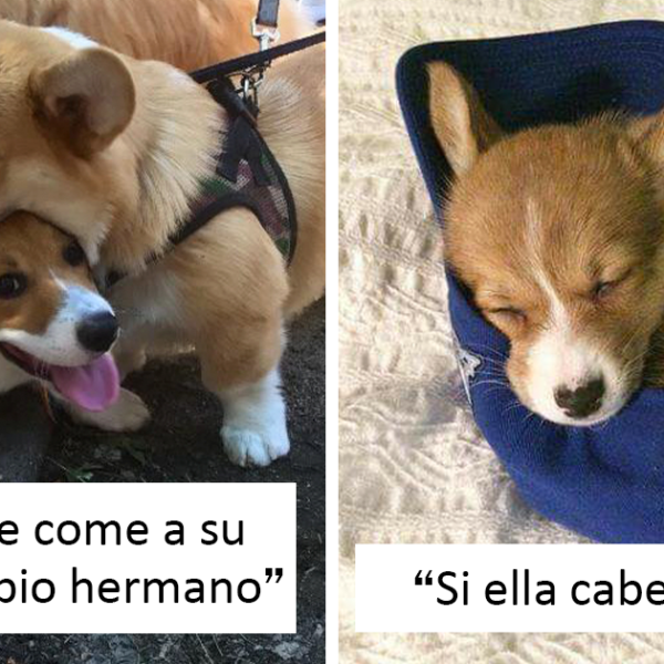 40 Corgis tan adorables como tontorrones