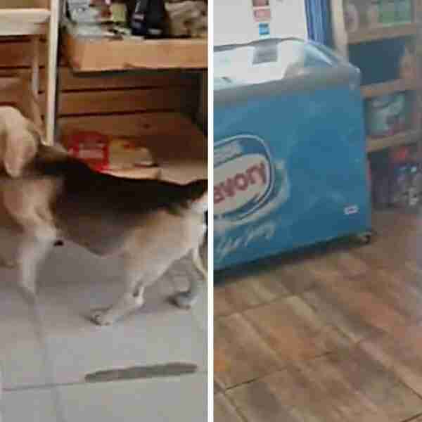 Astuto perrito fue grabado robando una bolsa entera de pan para luego huir: “Es el beagle ladrón”