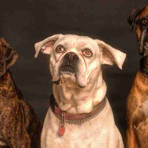 Científicos aseguran haber descifrado cómo piensan los perros