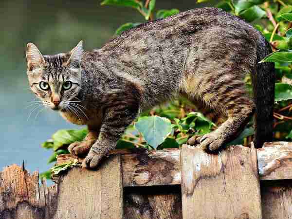 Clasifican a los gatos domésticos como ‘especie exótica invasora’ por su impacto ambiental