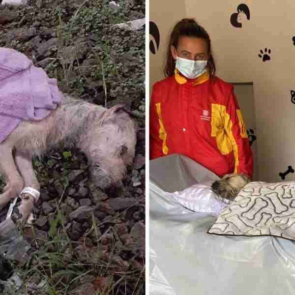 Familia que pagó un servicio funerario para su perrito encontró su cuerpo tirado: “Es una vergüenza”