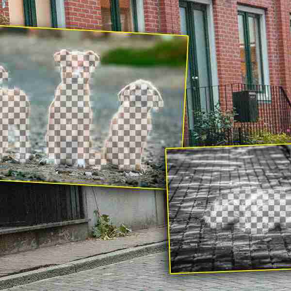 Holanda es el primer país en el mundo sin perros callejeros