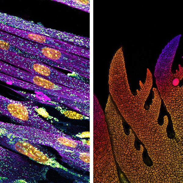 Las mejores 30 fotografías microscópicas del concurso Nikon Small World Photomicrography de 2022