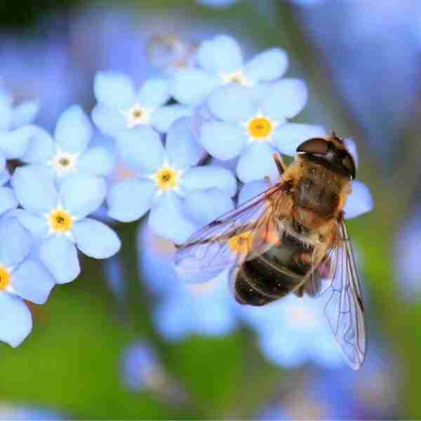 Los insectos pueden sentir dolor y los expertos exigen estudios para protegerlos