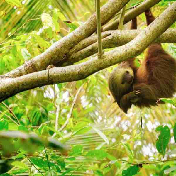 Luego de un incendio, así se abrazan un perezoso bebé y su mamá