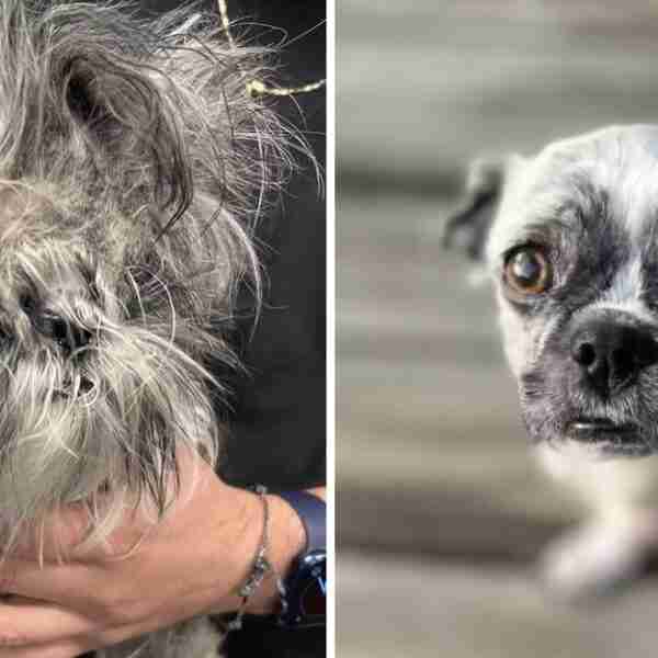 Perrita rescatada recibió un corte de cabello porque lo tenía demasiado enmarañado. Por fin pudo ver