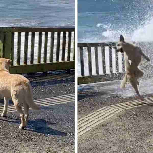 Perrito callejero disfruta de jugar con las olas en las playas de Chile. Salta e inteta atraparlas