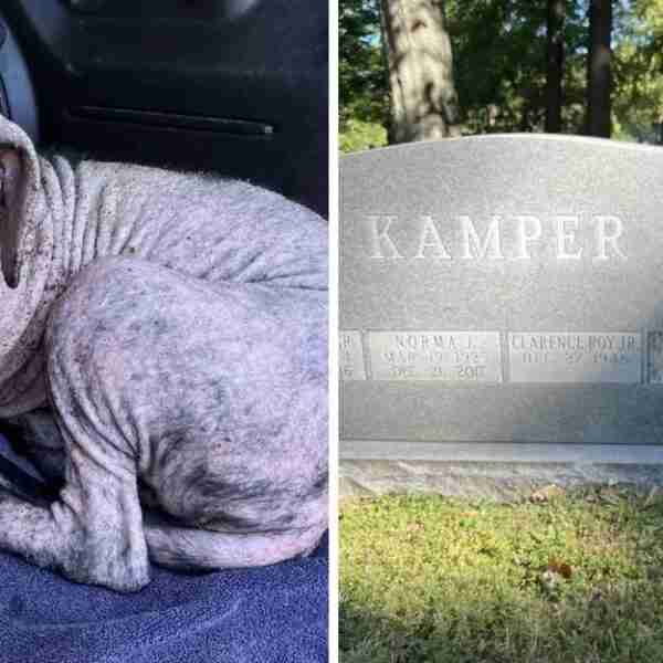 Perrito callejero hallado en cementerio se emocionó al reunirse con sus rescatistas. Los recordaba