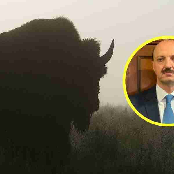 Un cazador murió luego de ser embestido por un búfalo al que le había disparado