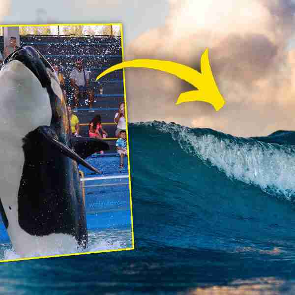 ‘Lolita’, la orca que podría recobrar la libertad tras 50 años de cautiverio