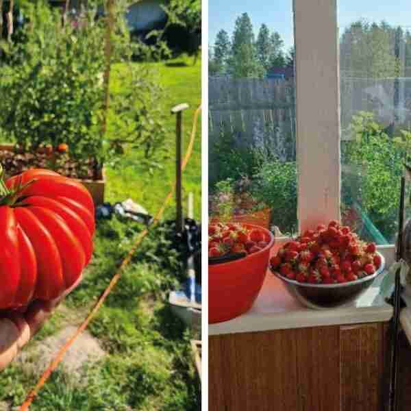 15 fotos de cosas asombrosas que solo pasan en el campo