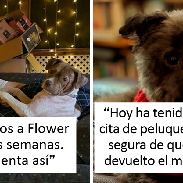 40 Reconfortantes fotos de mascotas rescatadas durante Octubre para alegrarte el alma