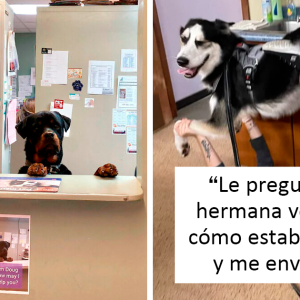 40 Veterinarios comparten sus momentos más divertidos y edificantes en el trabajo (nuevas fotos)