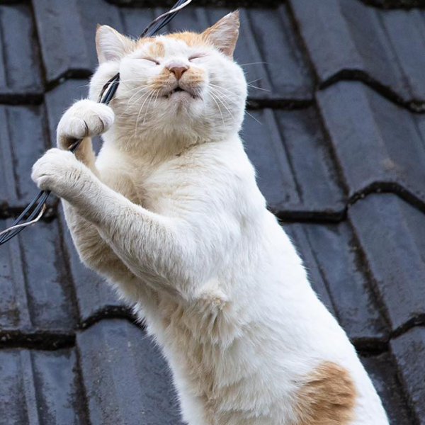 50 Fotos divertidamente adorables de gatos callejeros captadas por este fotógrafo japonés (50 nuevas fotos)