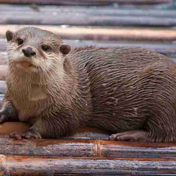 Nutrias gigantes, del tamaño de un león, vagaron alguna vez por la tierra comiendo animales, incluso humanos