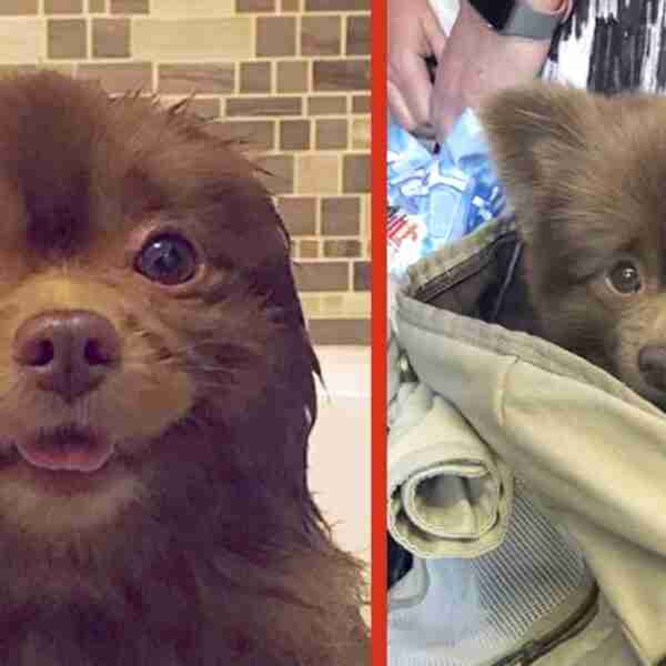 Un criador se arrepiente al abandonar un Pomerania de 5 meses por ser «demasiado grande»