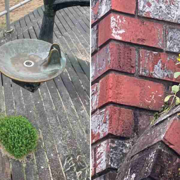 16 fotos que muestran que la naturaleza se abre paso en los lugares más inesperados