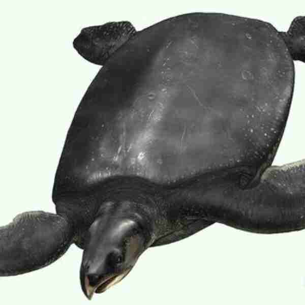 El fósil de una megatortuga del tamaño de un carro fue encontrado en España