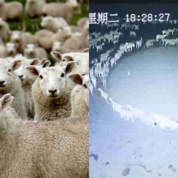 Estas ovejas han estado caminando en círculo durante varios días y nadie sabe por qué