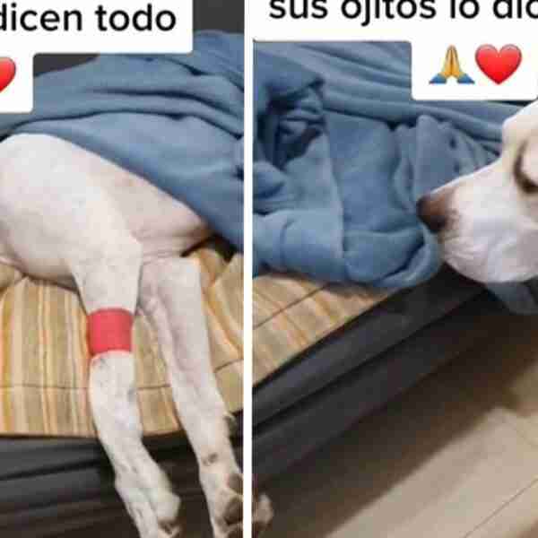 Perrito se queda mirando fijamente a su hermano perruno enfermo. No pretende dejarlo solo