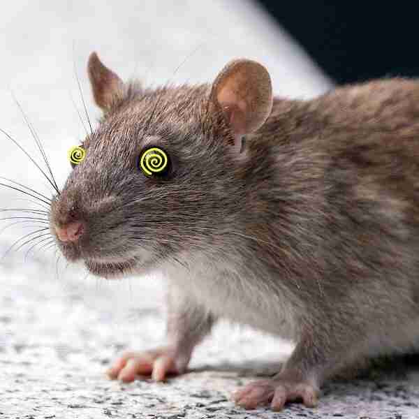 Unas ratas se comieron 200 kilos de marihuana decomisada, o al menos eso dice la policía