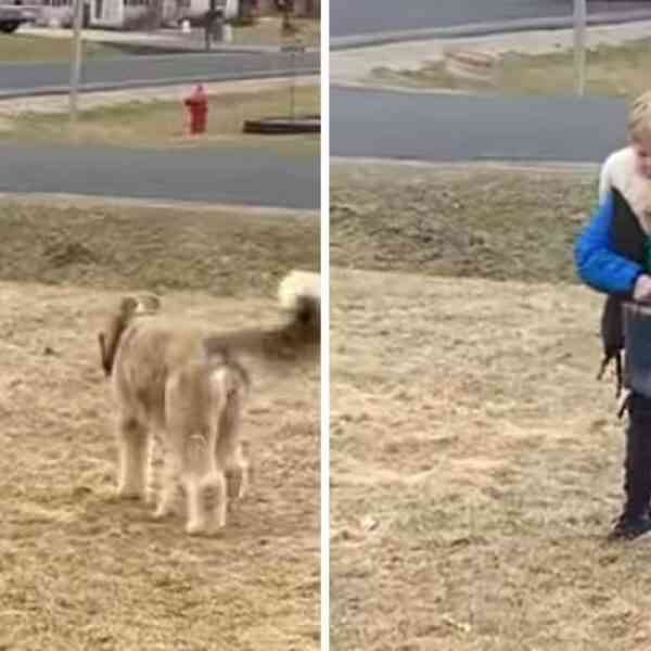 Perrito y Pequeño Humano: Un Abrazo Inolvidable al Llegar de la Escuela