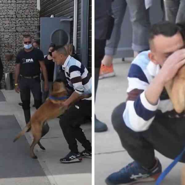 : Un hombre manejó 500 km durante la noche para encontrar a su perrito robado.