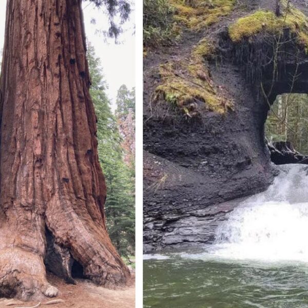 14 increíbles descubrimientos que fueron encontrados en el bosque