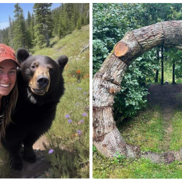 16 pruebas de que un paseo en el bosque puede ser extraordinario
