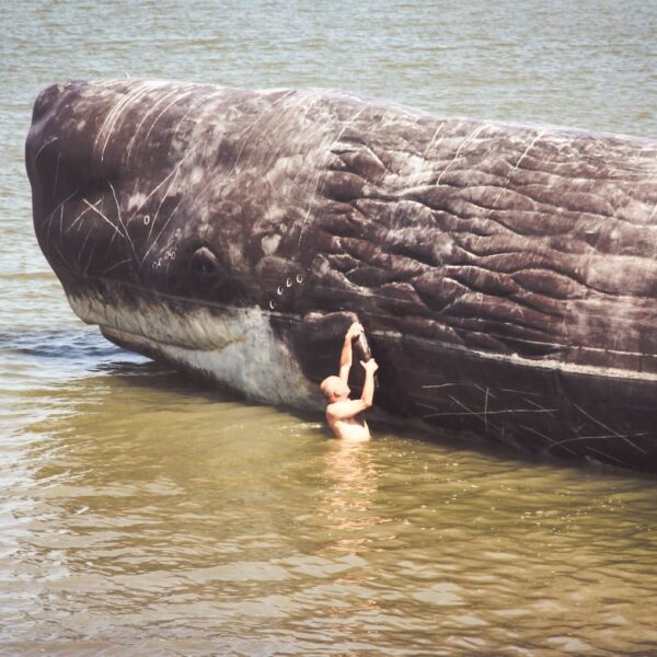 El insólito caso de la ballena explosiva: De Oregón a Springfield