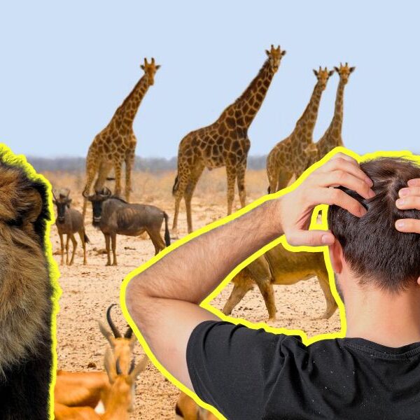 La humanidad le ha causado tanto daño a los animales en África que nos tienen más miedo que a los leones