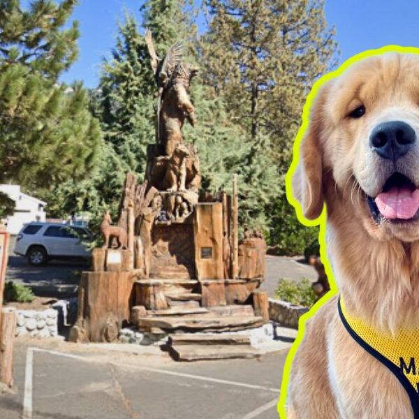 Max III es el ‘alcalde’ de esta población de EE.UU. en donde ya han tenido tres golden retrievers como su