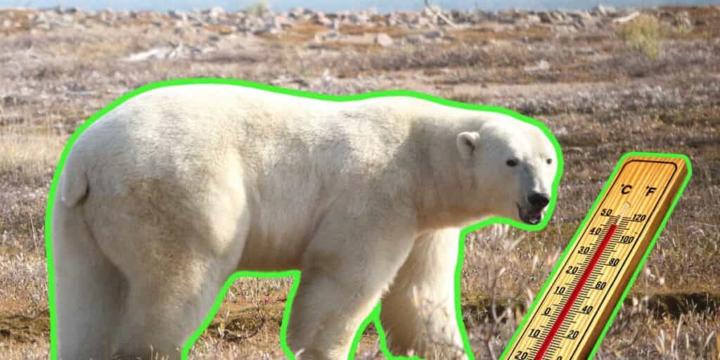 Los osos polares pierden hasta 1 kilo por día debido a que la crisis climática está impactando su alimentación