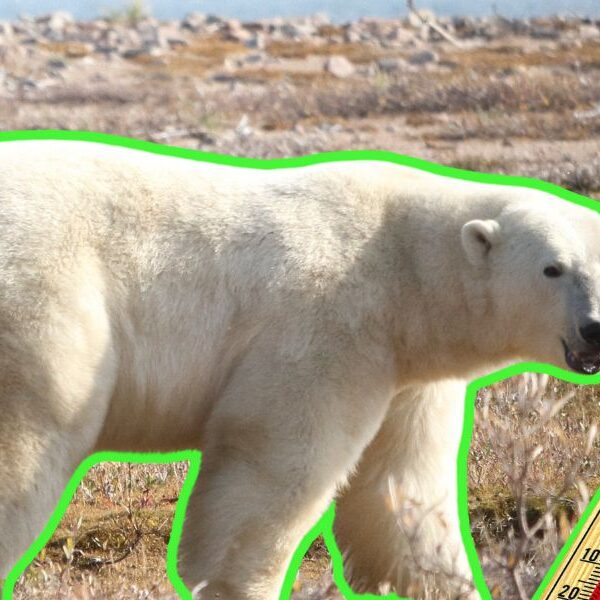 Los osos polares pierden hasta 1 kilo por día debido a que la crisis climática está impactando su alimentación