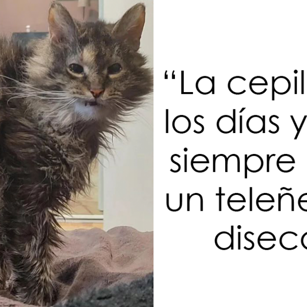 20 Divertidos y reconfortantes memes de animales para alegrarte el día