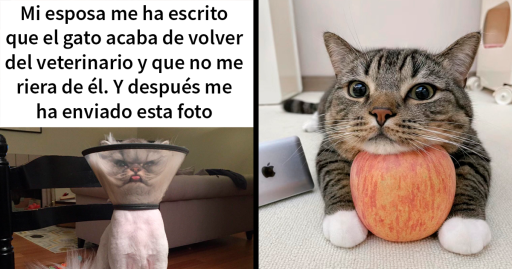 25 Memes de gatos tan divertidos como adorables (nuevas imágenes)