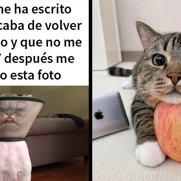 25 Memes de gatos tan divertidos como adorables (nuevas imágenes)