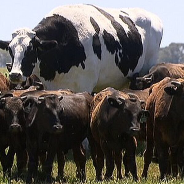 Almost 2 meter tall ox weighing 1,400 kilos earns nickname «Michael Jordan» at the farm