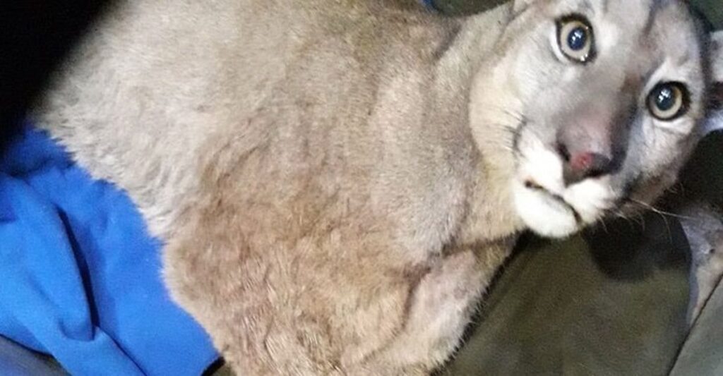 Woman in Chile Mistakes Puma for Friendly Feline, Attempts to Call it Over with ‘Here Kitty Kitty’