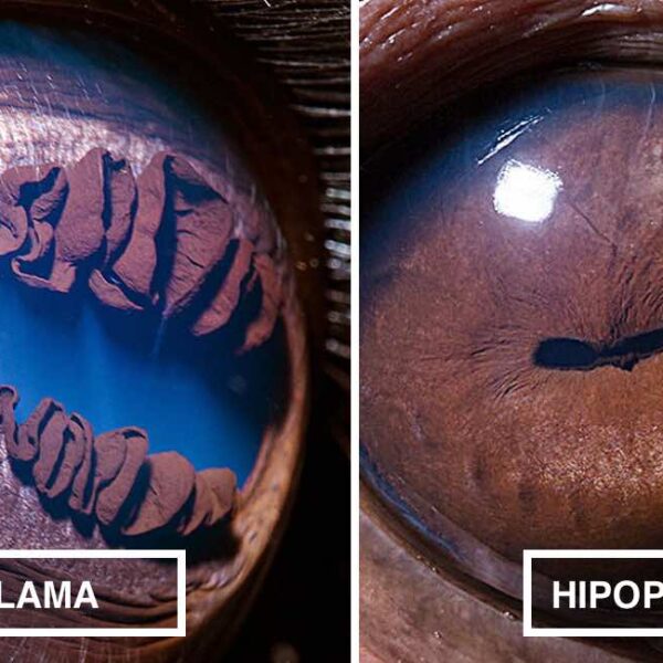 Photographer captures stunning close-ups of animals’ eyes, with the horse’s eye resembling a breathtaking landscape.