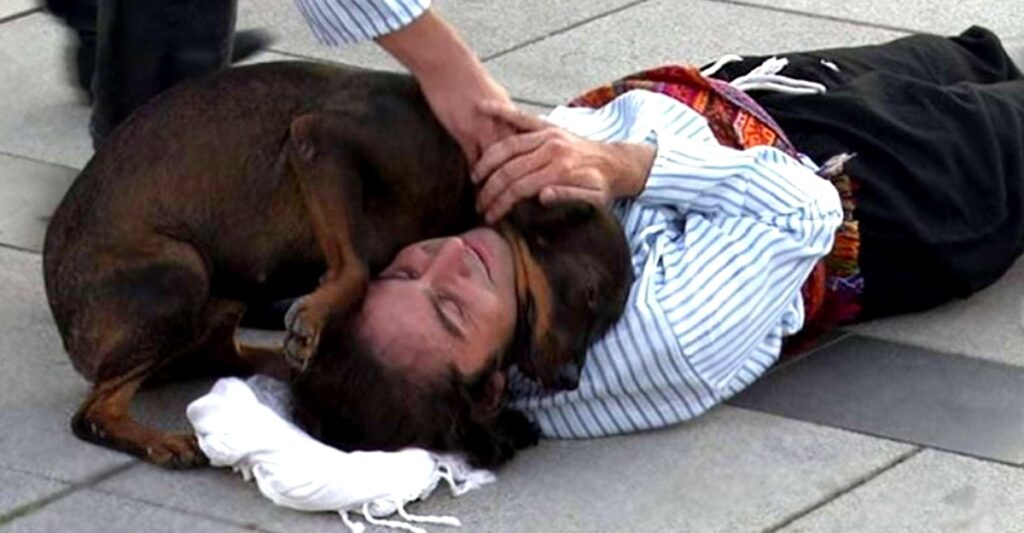 Stray dog interrupts actor pretending to be injured during play to offer comfort and support.