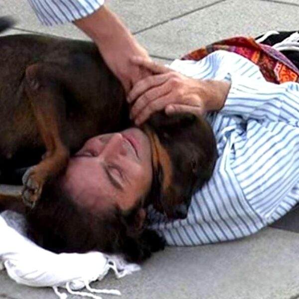 Stray dog interrupts actor pretending to be injured during play to offer comfort and support.