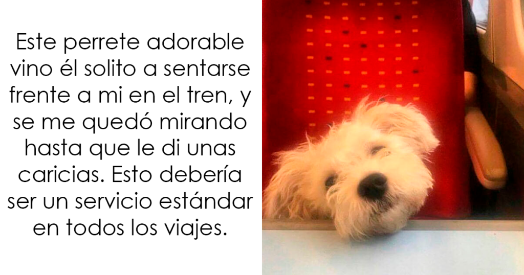 20 Divertidos memes que muestran por qué el perro es nuestro mejor amigo