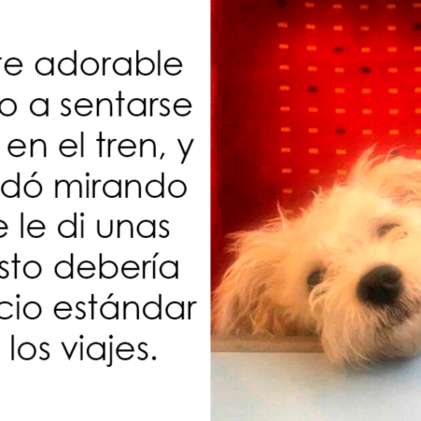 20 Divertidos memes que muestran por qué el perro es nuestro mejor amigo