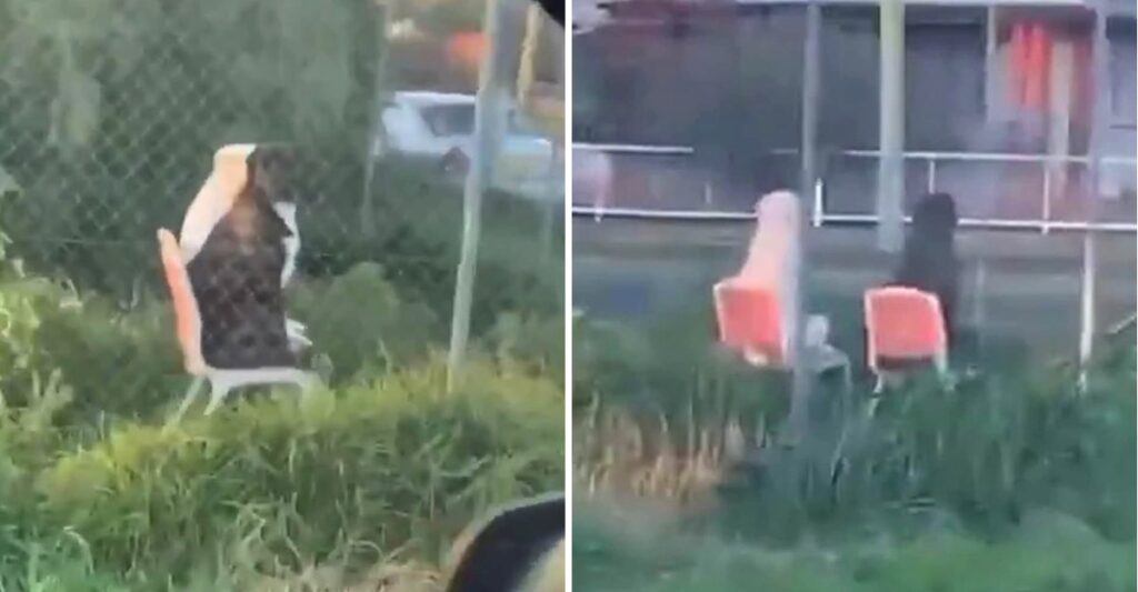 Man captures terrifying video of two dogs sitting on garden chairs